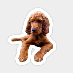 Irish Setter Puppy Dog Sticker